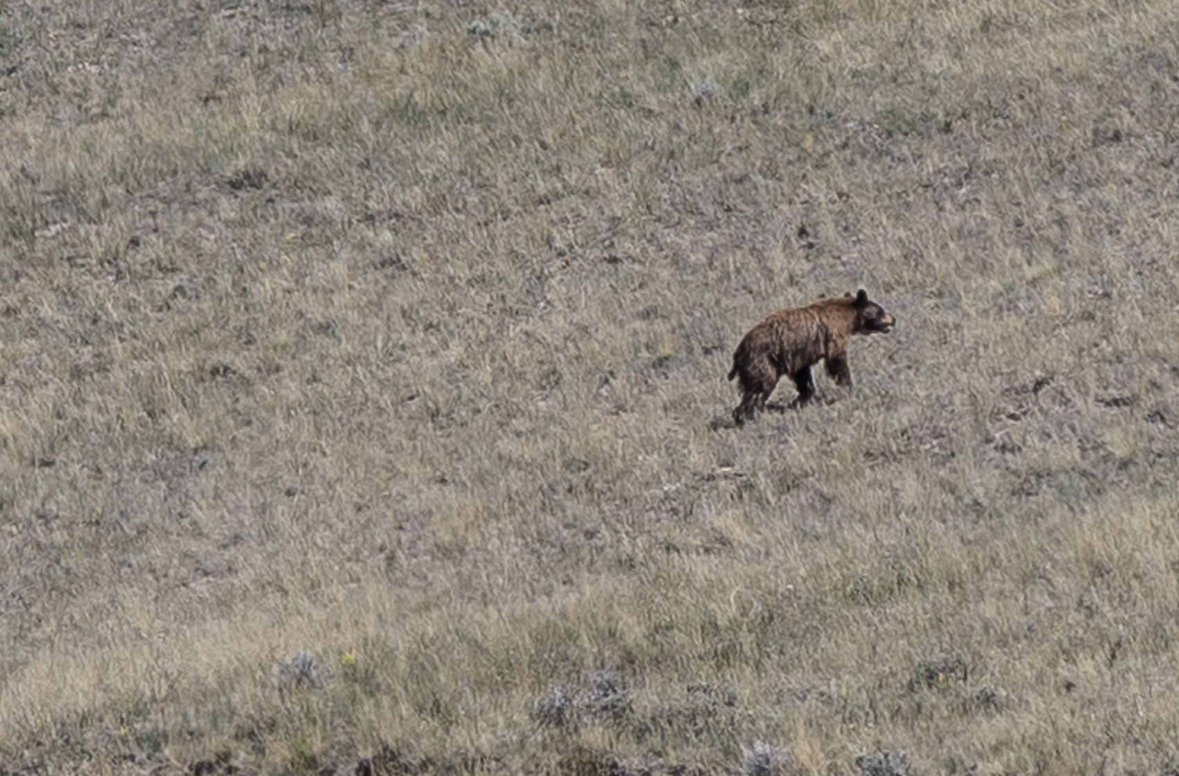 Black bear
